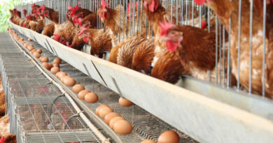Epidemia aviária põe mundo em alerta: frango e ovos vão ficar mais caros em 2023?