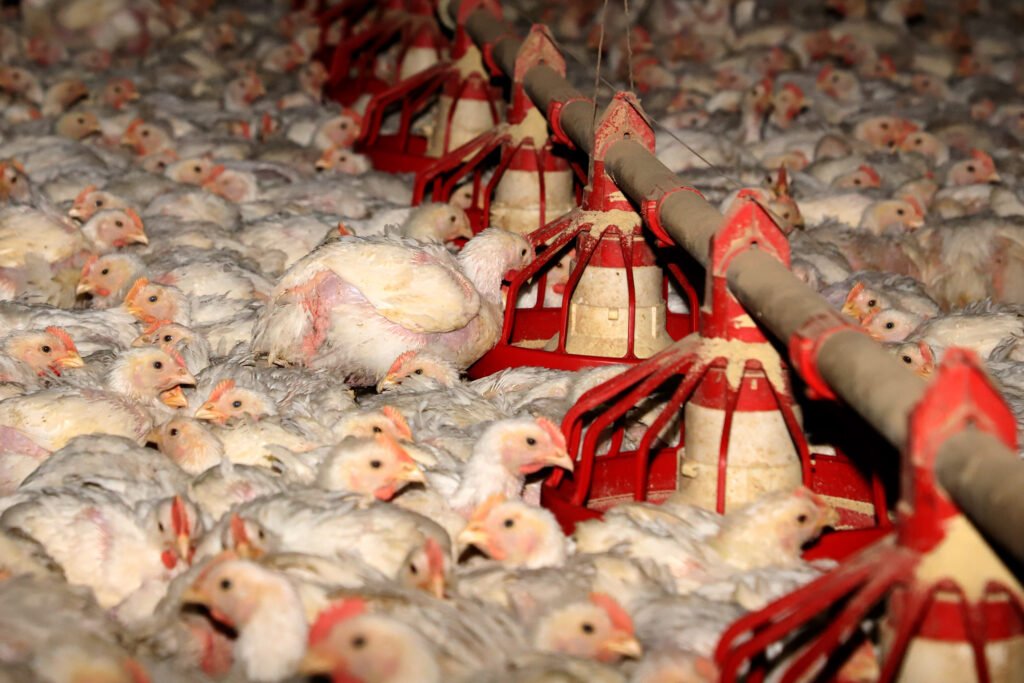 Produção de frango para corte. Toledo 06-2021. Foto: Ari Dias/AEN thumbnail